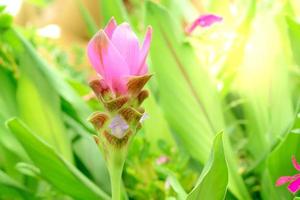 Siam tulp, close-up roze bloem van groen bladeren Aan vervagen voor natuur achtergrond foto