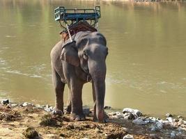 een olifant met stoel Aan haar terug staand Aan de rivieroever aan het wachten voor onderhoud de toeristen in de olifant kamp, Chiang Mai Thailand foto