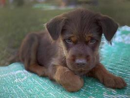 dichtbij omhoog een verdrietig gezicht van chocola bruin kleur labrador puppy met slaperig ogen gehurkt Aan de groen mat, selectief focus foto