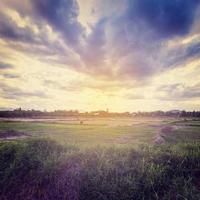 wijnoogst foto van veld- landbouw met zonlicht