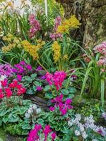 kleurrijk orchidee bloem in de tuin foto