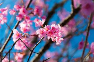 mooi wild himalayan kers bloeiend roze prunus cerasoides bloemen Bij phu lom zie loei en phitsanulok van Thailand foto