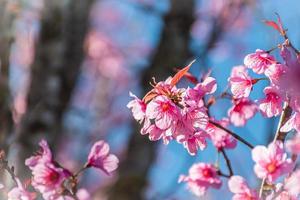 mooi wild himalayan kers bloeiend roze prunus cerasoides bloemen Bij phu lom zie loei en phitsanulok van Thailand foto