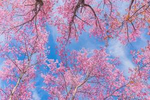 landschap van mooi wild himalayan kers bloeiend roze prunus cerasoides bloemen Bij phu lom zie loei en phitsanulok van Thailand foto