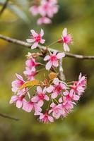 mooi wild himalayan kers bloeiend roze prunus cerasoides bloemen Bij phu lom zie loei en phitsanulok van Thailand foto