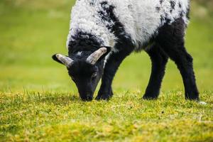 schapen in ierland foto