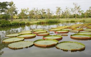 lelievijver in een park foto