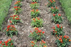 rode chili peper planten foto
