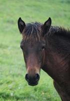 wild bruin paard foto