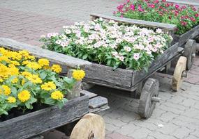 bloemen in wagens foto