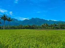 panoramisch visie van mooi zonnig dag in rijst- velden met blauw lucht en bergen. foto