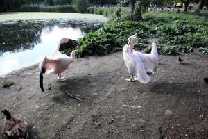 een visie van een paar- van pelikanen in Londen foto