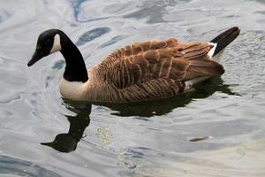 een close up van een Canadese gans foto