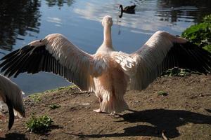 uitzicht op een pelikaan in londen foto