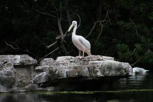 een visie van sommige pelikanen Aan een rots in Londen foto