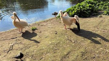 een visie van een paar- van pelikanen in Londen foto