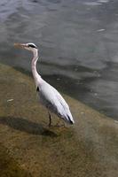 een visie van een grijs reiger in de water in Londen foto