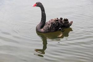 een close up van een zwarte zwaan foto