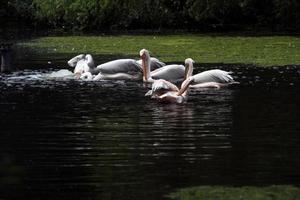 een visie van sommige pelikanen in de water in Londen foto