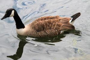 een close up van een Canadese gans foto