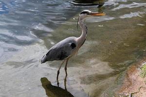 een visie van een grijs reiger in de water in Londen foto