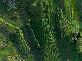 mooi ochtend- visie Indonesië panorama landschap rijstveld velden met schoonheid kleur en lucht natuurlijk licht foto