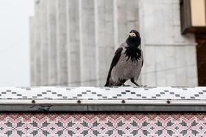 de kraai in haar bek houdt een noot foto