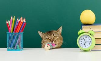 volwassen Rechtdoor Schots grijs kat zit Aan de achtergrond van een groen school- bord. terug naar school- foto