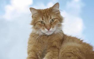 portret van een rood kat op zoek in de camera foto