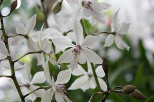 witte en paarse bloemen foto