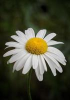 witte margrietbloem in de tuin foto