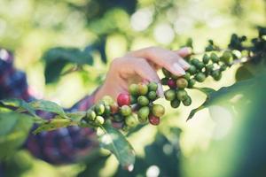 oogsten van koffiebonen foto