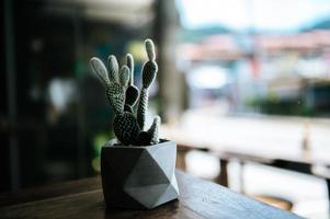 cactussen in potten, selectieve aandacht
