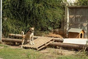 bewaker hond Aan een keten De volgende naar zijn stand bewakers de plaats foto