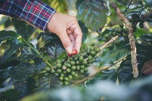 vrouw oogsten koffiebonen foto