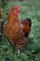 mooi kippen en hanen buitenshuis in de tuin. foto