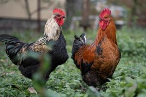 mooi kippen en hanen buitenshuis in de tuin. foto