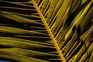 palm blad dichtbij omhoog foto