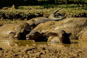 buffels in de modder foto