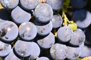 wijngaard druiven detailopname foto