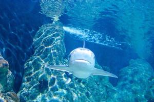 haai in blauw aquarium foto