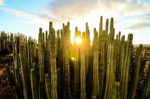 groen cactussen fabriek foto