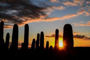 zonsondergang achter cactussen foto