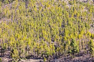 groen boslandschap foto