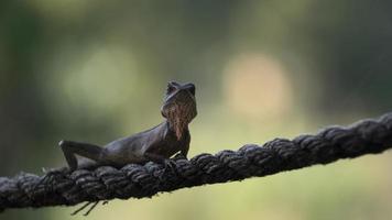 mannetje kameleon in de tropen. liggen Aan de touw en Actie uw hoofd terug en vooruit. backgrund van wazig groen bladeren van Woud. foto