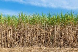 suiker riet Aan veld- landbouw in Thailand. foto