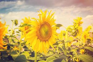 zomer bloem en zonnebloem veld- met zonlicht, wijnoogst afgezwakt. foto