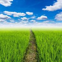 rijst- veld- en met wolken blauw lucht met ruimte foto