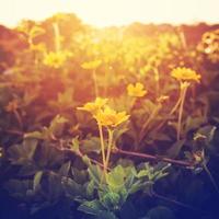 wijnoogst van foto bloemen geel en planten in zonsondergang