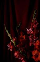 bloemen Aan rood backround laag blootstelling foto